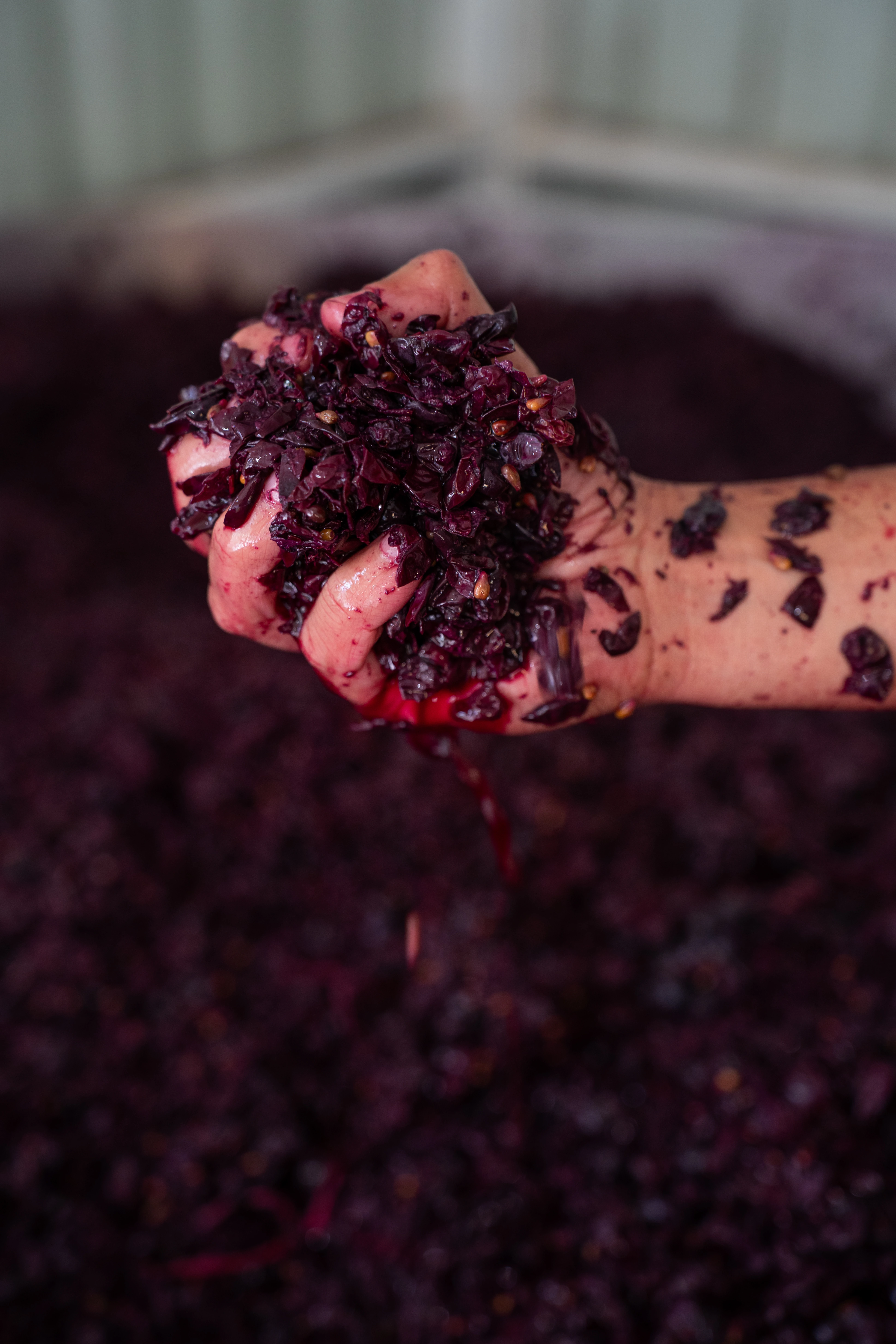 Trabajo de bodega con uvas de Longaví Wines